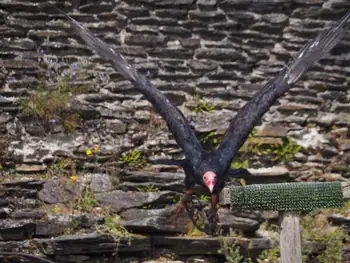 Birds of prey show at Chateau de La Roche-en-Ardenne (Belgium)